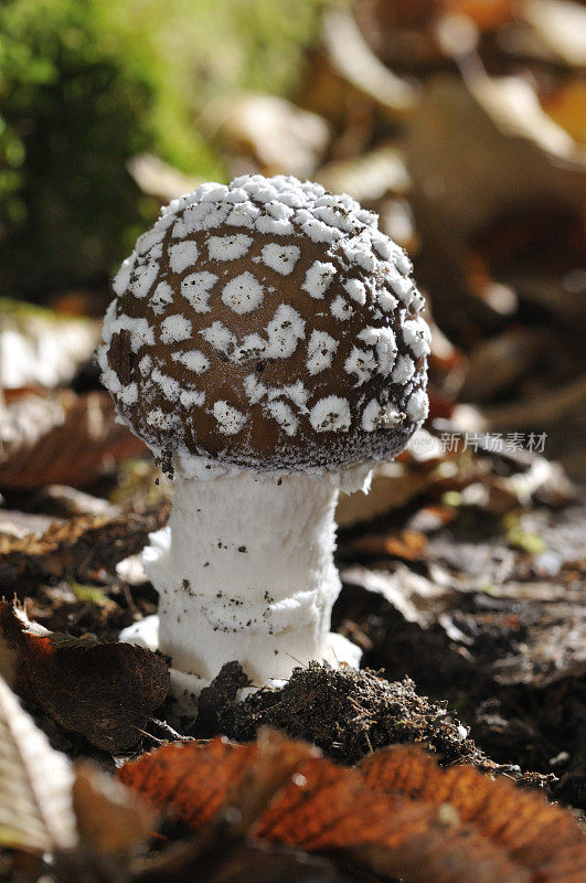 蘑菇蘑菇(Amanita pantherina)